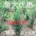 【火棘苗】庭院花卉植物围墙绿篱篱笆苗防盗围栏盆栽绿化树