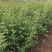 【火棘苗】庭院花卉植物围墙绿篱篱笆苗防盗围栏盆栽绿化树