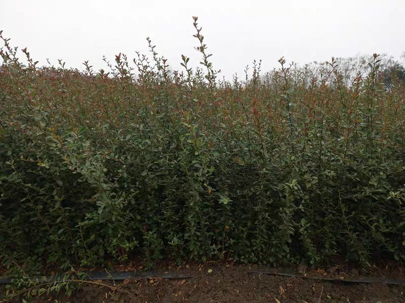 【火棘苗】庭院花卉植物围墙绿篱篱笆苗防盗围栏盆栽绿化树