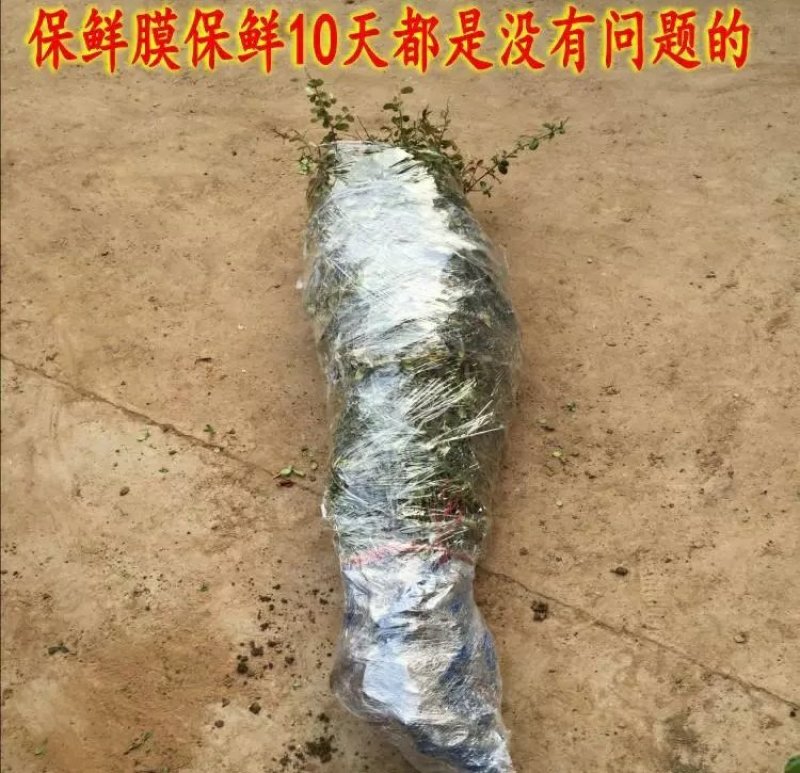 【火棘苗】庭院花卉植物围墙绿篱篱笆苗防盗围栏盆栽绿化树