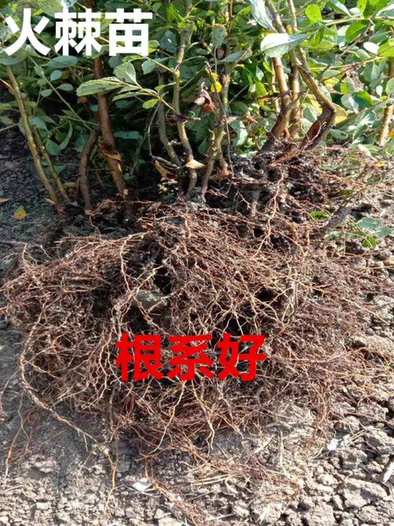 【火棘苗】庭院花卉植物围墙绿篱篱笆苗防盗围栏盆栽绿化树