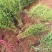【火棘苗】庭院花卉植物围墙绿篱篱笆苗防盗围栏盆栽绿化树