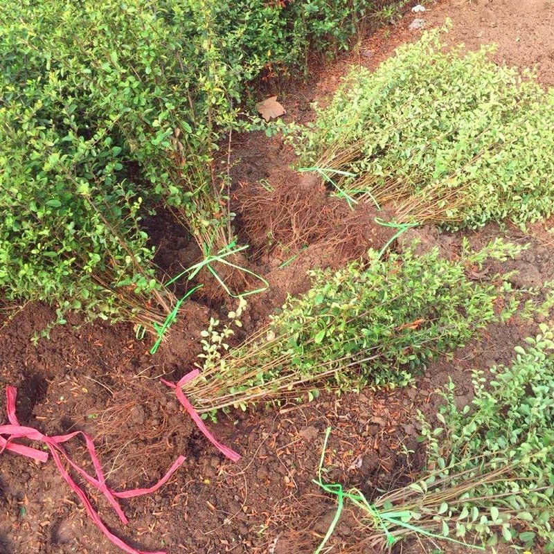 【火棘苗】庭院花卉植物围墙绿篱篱笆苗防盗围栏盆栽绿化树