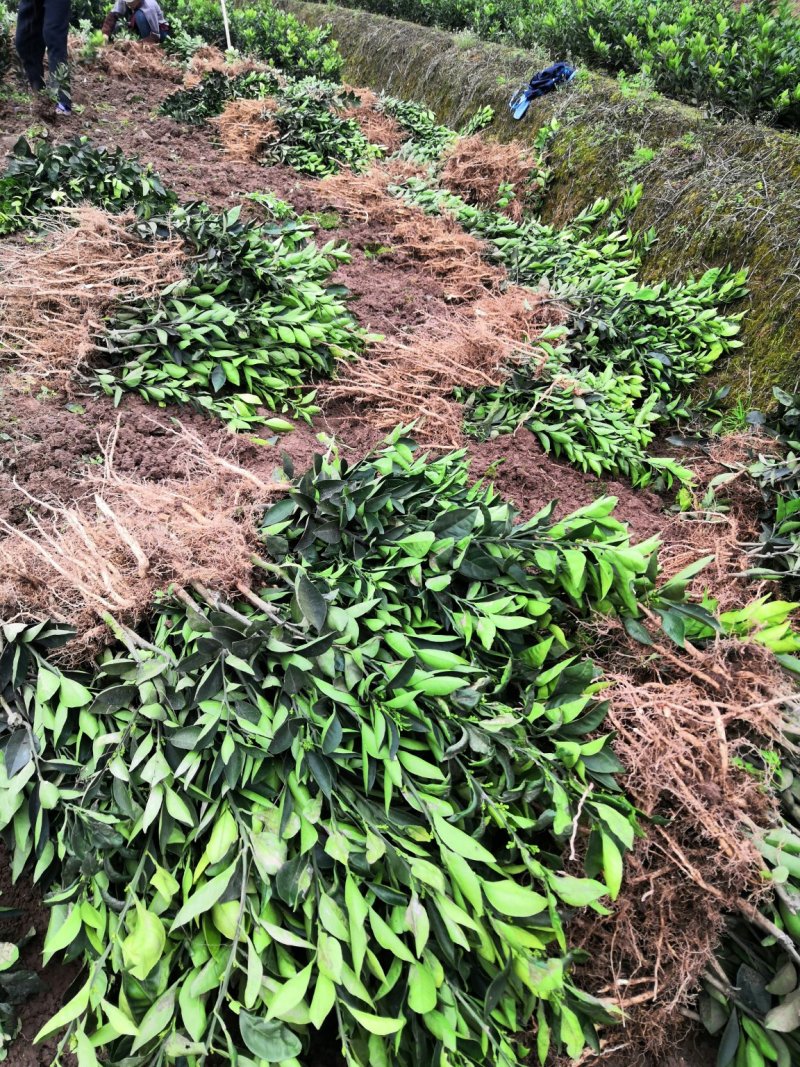 基地批发柑桔苗柑橘苗纽荷尔脐橙苗血橙苗爱媛苗沃柑苗