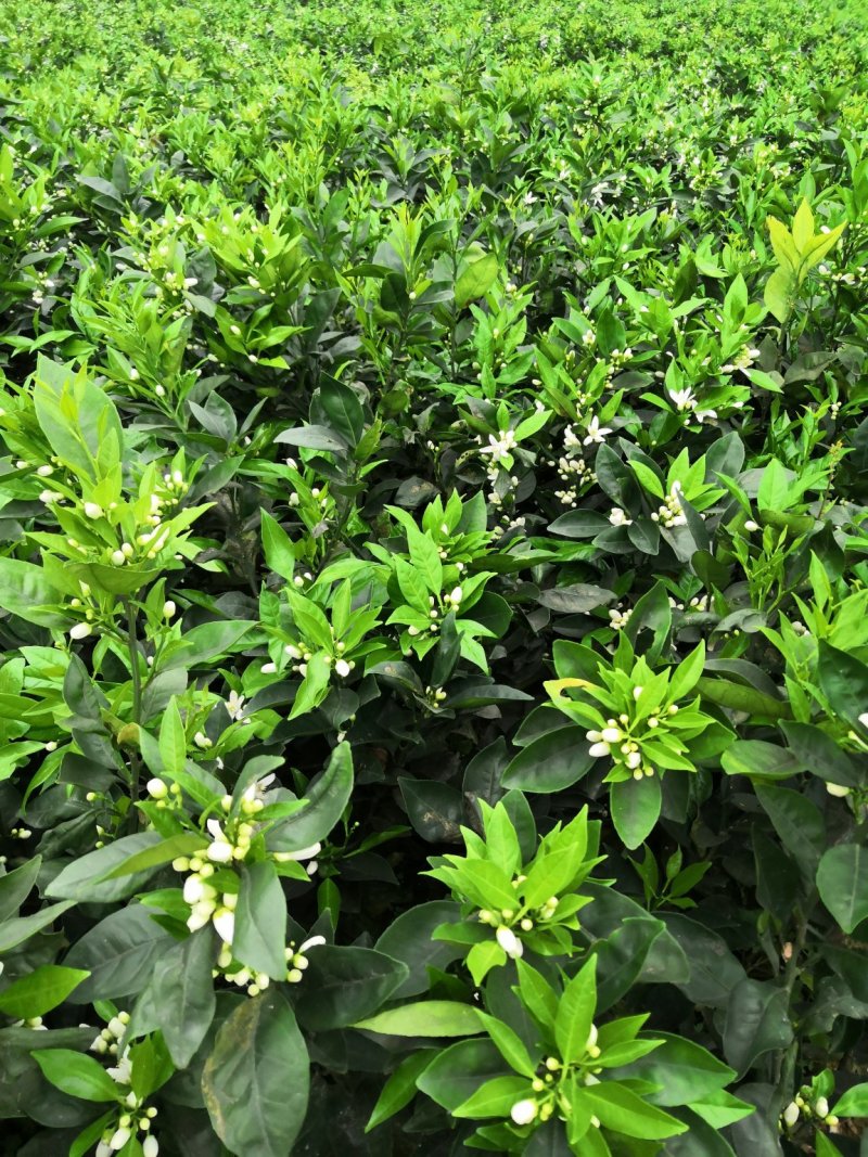 基地批发柑桔苗柑橘苗纽荷尔脐橙苗血橙苗爱媛苗沃柑苗