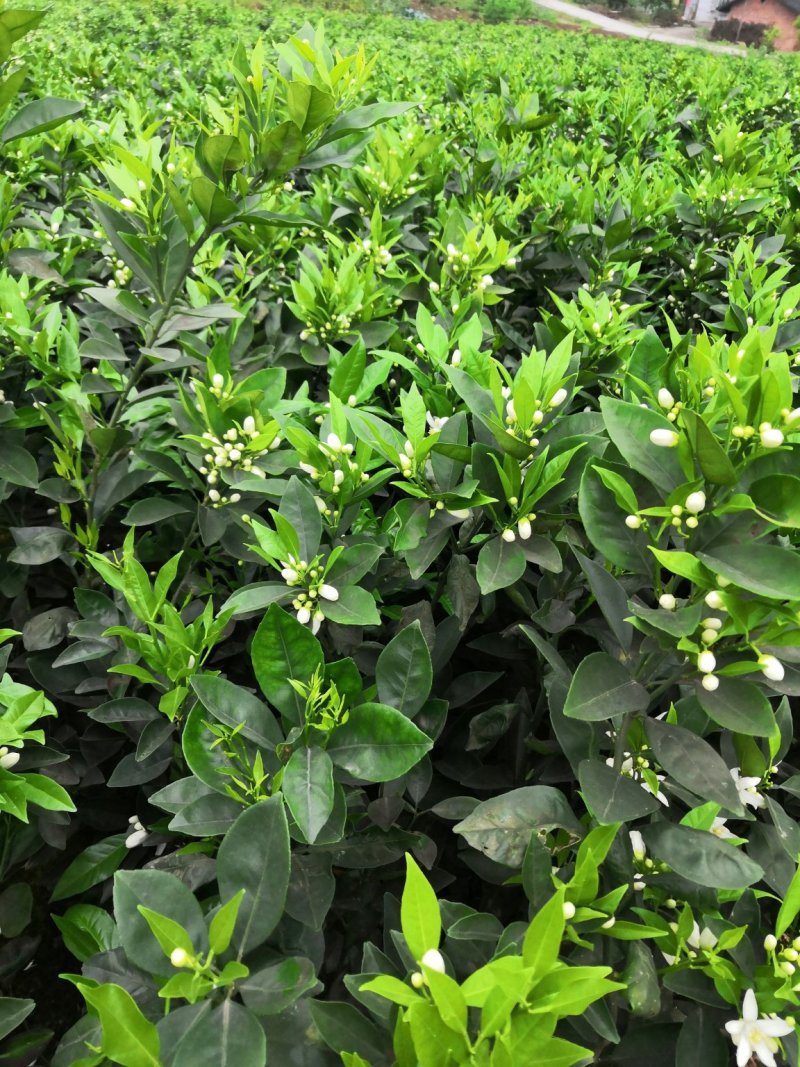 基地批发柑桔苗柑橘苗纽荷尔脐橙苗血橙苗爱媛苗沃柑苗