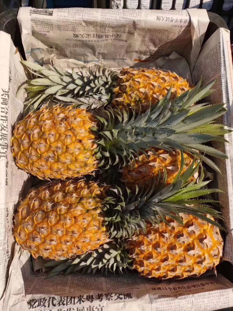 （好多多）热销海南菠萝无黑心黑丁口感香甜耐放耐运输