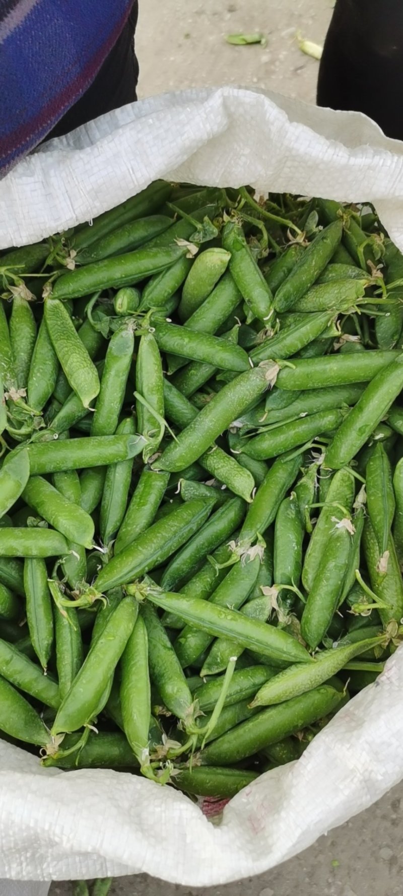 豌豆（长寿仁）无污染，纯农家种植！
