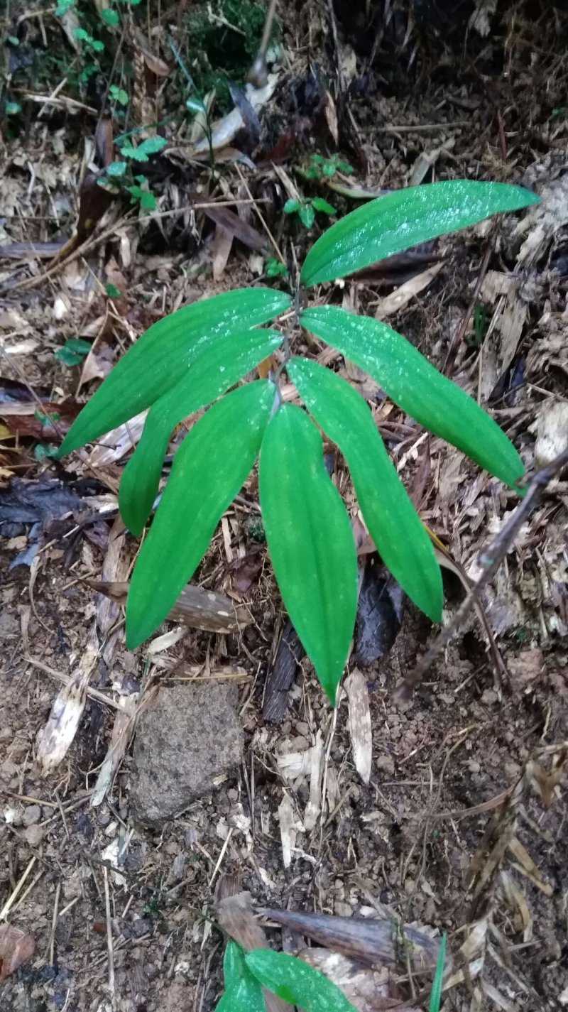 黄精-鸡头黄精，浙西山区野生黄精