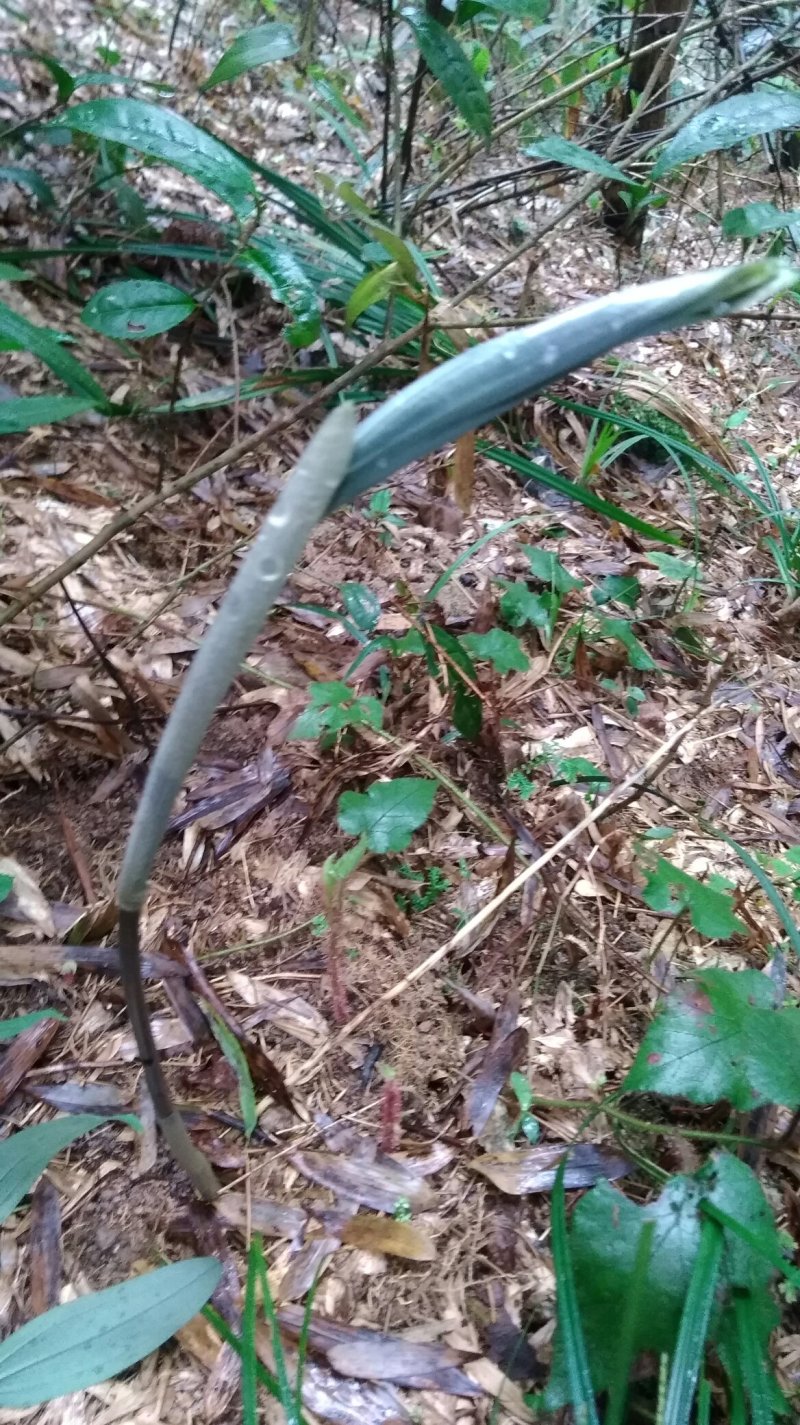 黄精-鸡头黄精，浙西山区野生黄精