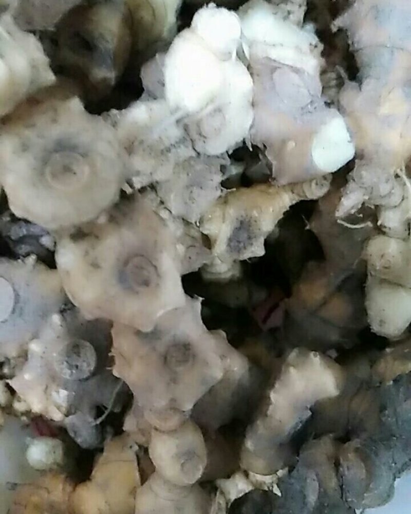 黄精-鸡头黄精，浙西山区野生黄精