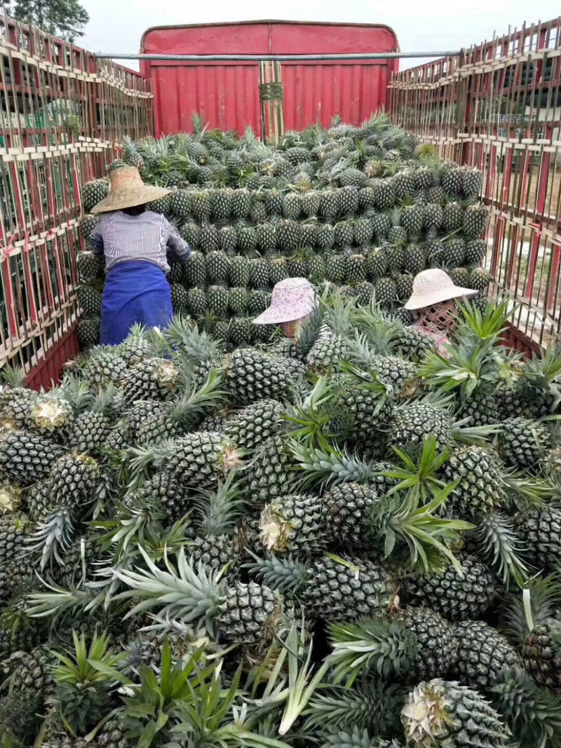 （好多多）热销海南菠萝无黑心黑丁口感香甜耐放耐运输