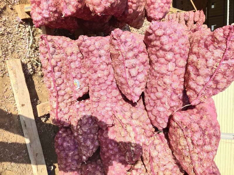 弥渡精品红蒜白皮紫蒜独头蒜已凉干色泽鲜红味道独特准备发货
