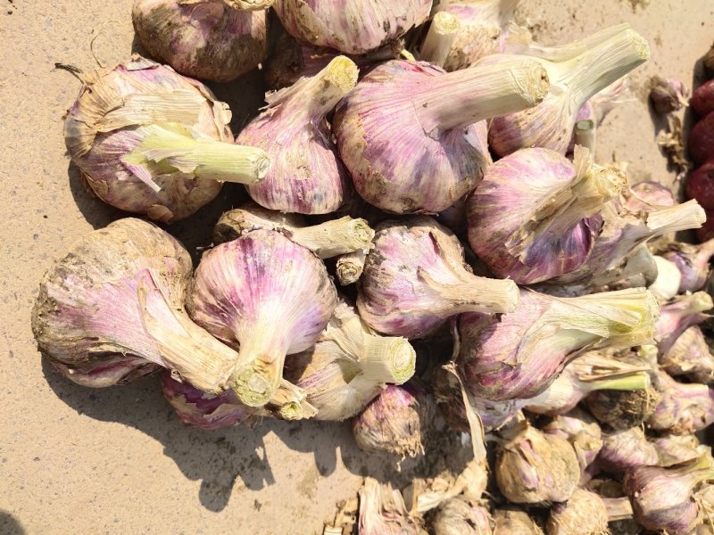 弥渡精品红蒜白皮紫蒜独头蒜已凉干色泽鲜红味道独特准备发货