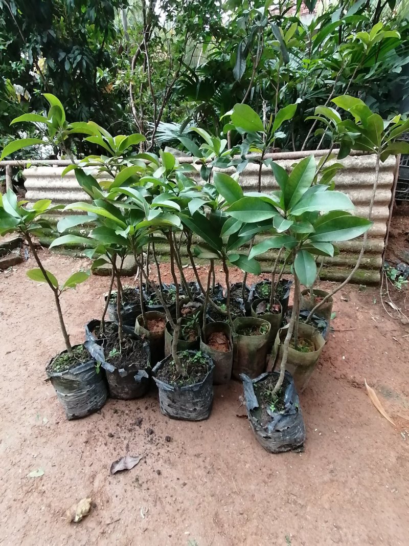 人心果苗南方北方盆栽地栽庭院种植四季可种带土带叶包邮