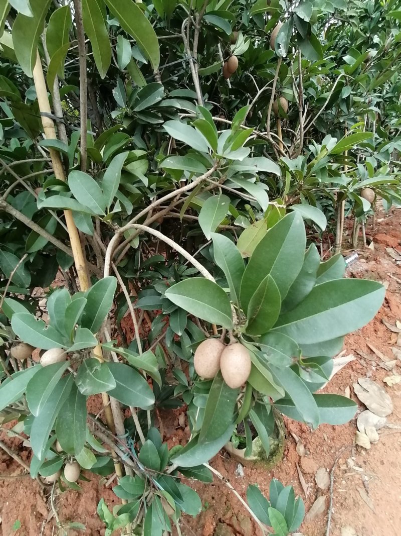 人心果苗南方北方盆栽地栽庭院种植四季可种带土带叶包邮