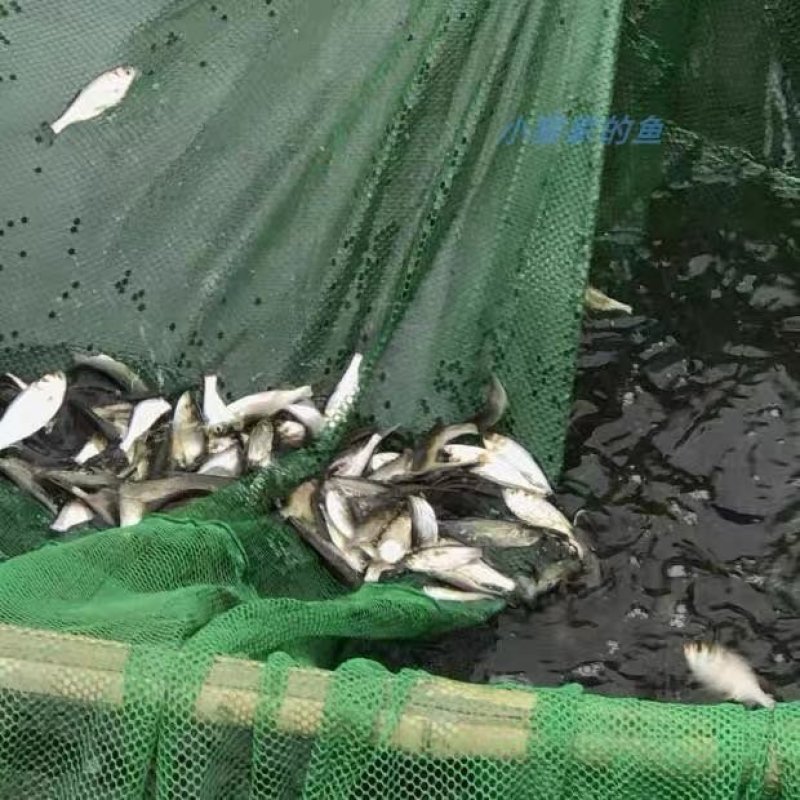 花鲢、白鲢: