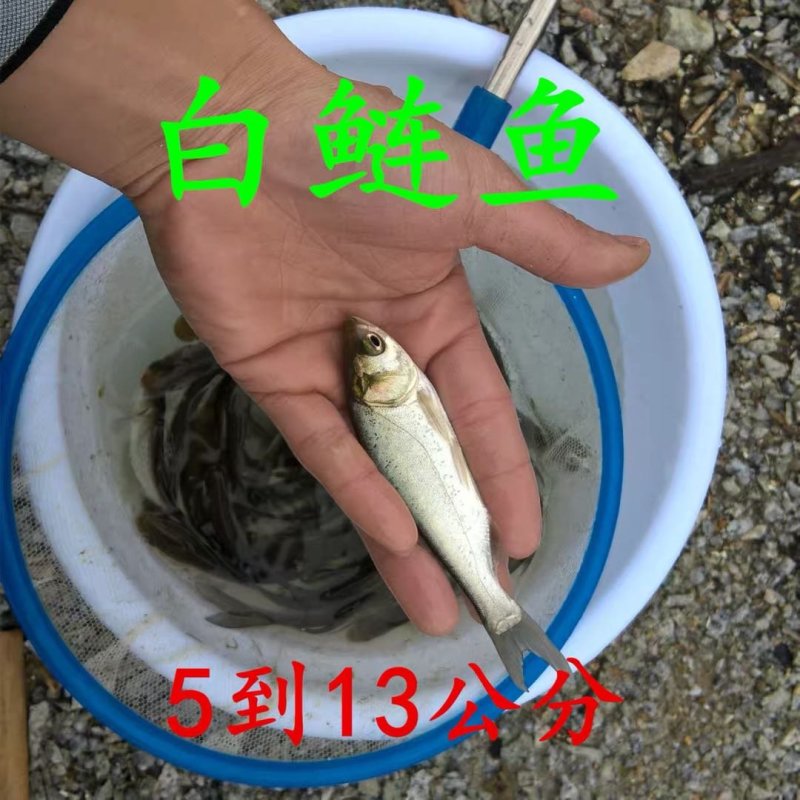 花鲢、白鲢: