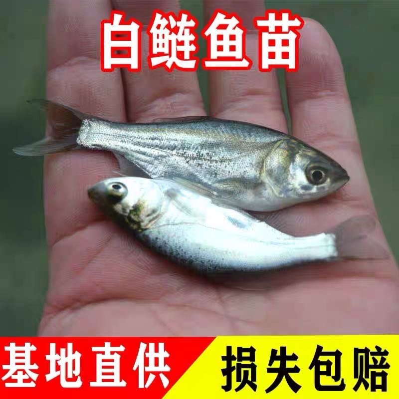 花鲢、白鲢: