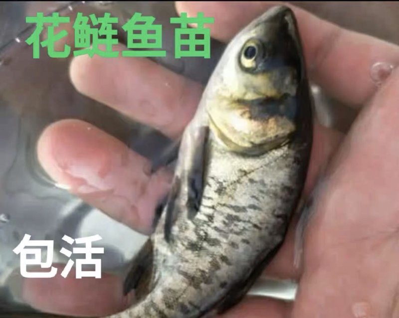 花鲢、白鲢: