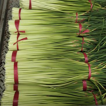 优质红帽蒜苔逐渐大量上市中，产地直供，货源充足