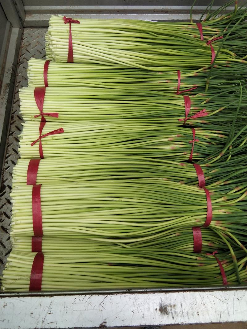 优质红帽蒜苔逐渐大量上市中，产地直供，货源充足