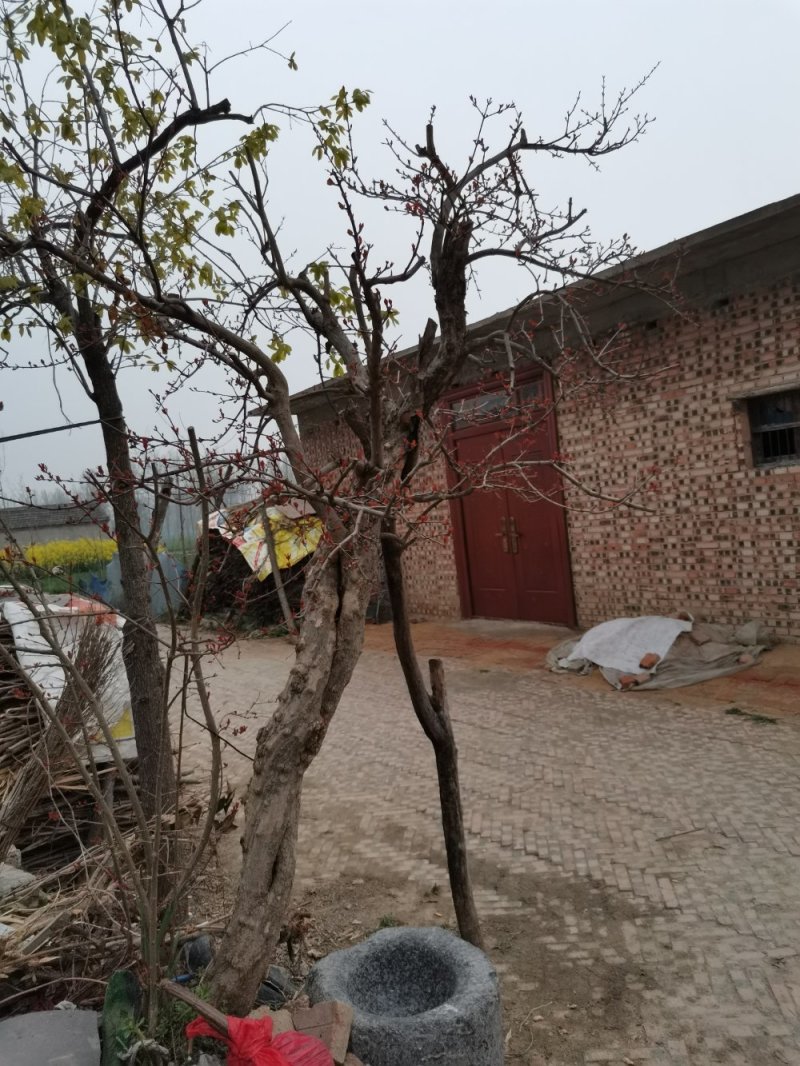 石榴树