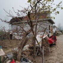 石榴树