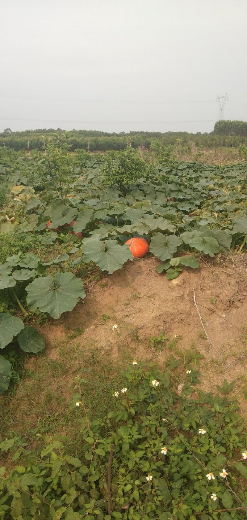 红南瓜