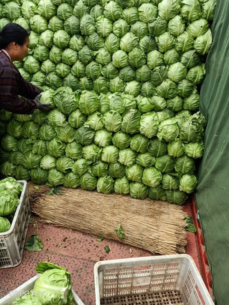 代收代发山东甘蓝包菜绿甘蓝中甘甘蓝批发甘蓝价格