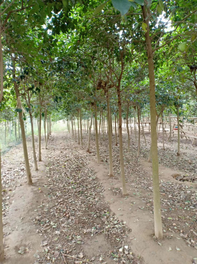 小叶女贞自家苗圃各种规格包成活死苗补发