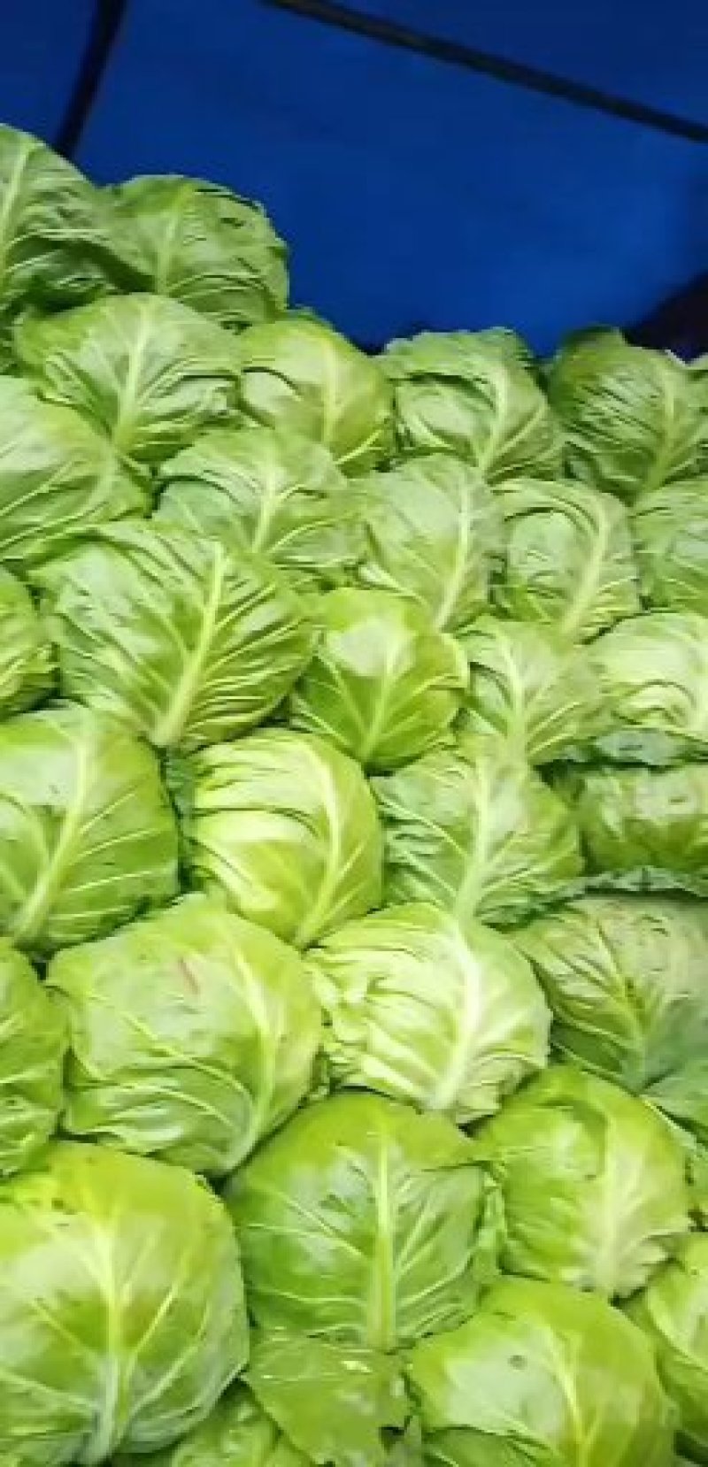 【精选】邯郸中甘甘蓝圆包尖包大量上市中欢迎前来选购
