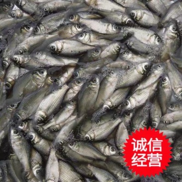 鲫鱼苗