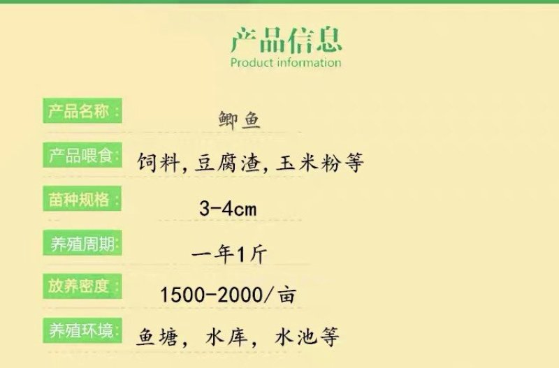 鲫鱼苗