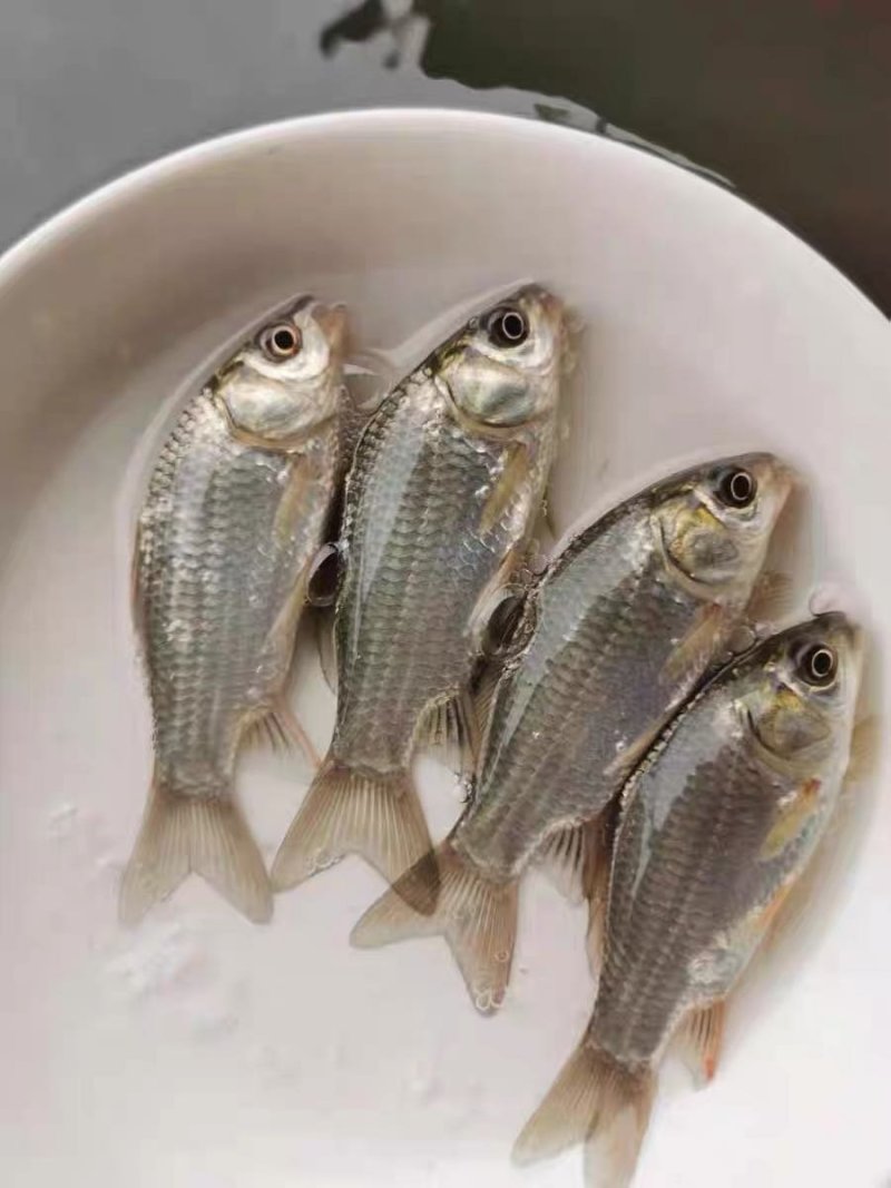 鲫鱼苗