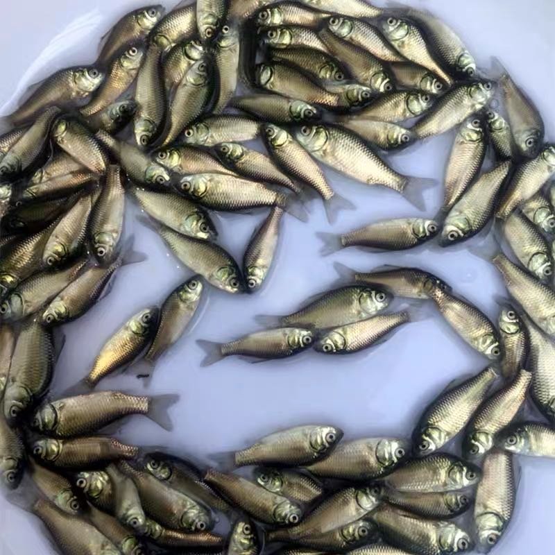 鲫鱼苗