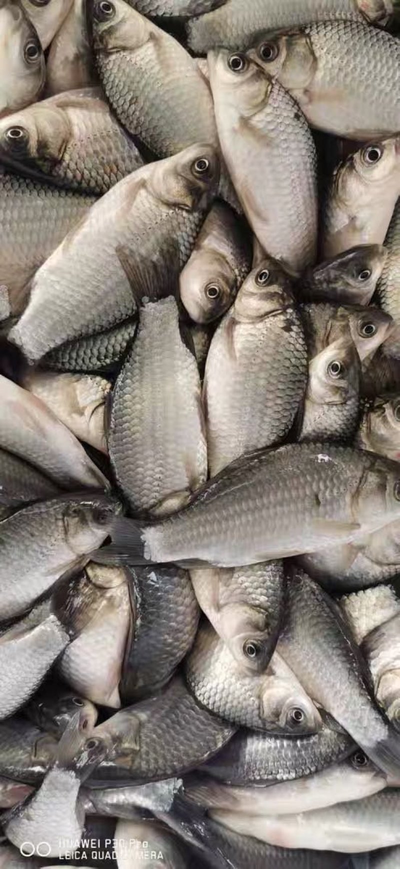 鲫鱼苗