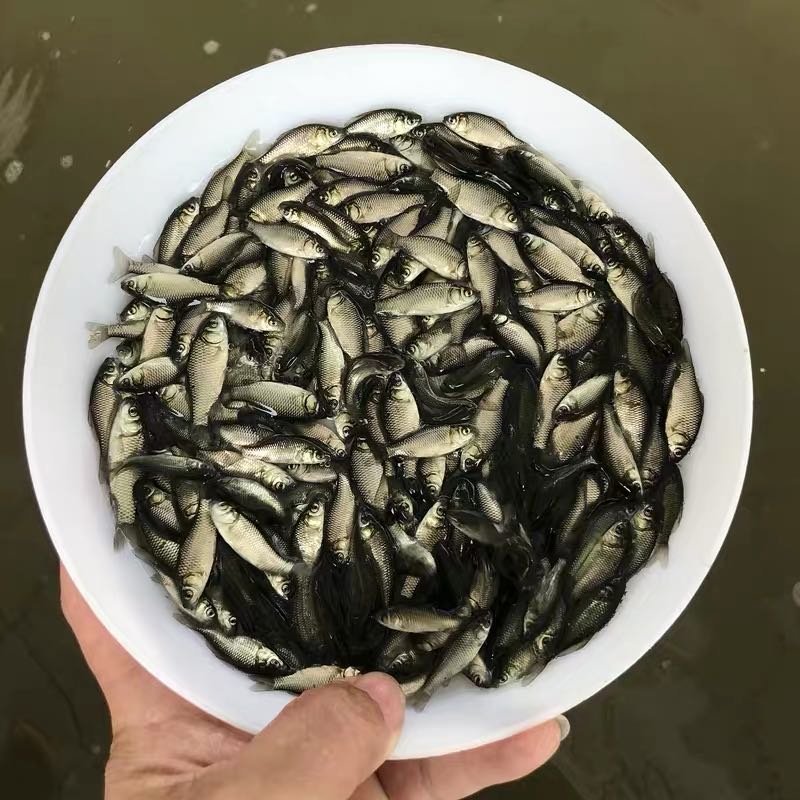 鲫鱼苗