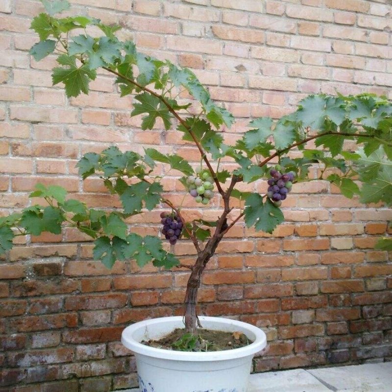 葡萄树苗南北方种植地栽盆栽甜蜜蓝宝石葡萄苗当年结果