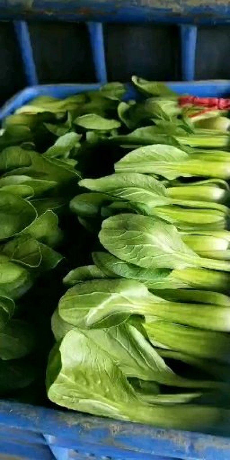 油菜上海青【商超专供】安徽蚌埠油菜大量上市中，对接批发