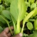 油菜上海青【商超专供】安徽蚌埠油菜大量上市中，对接批发