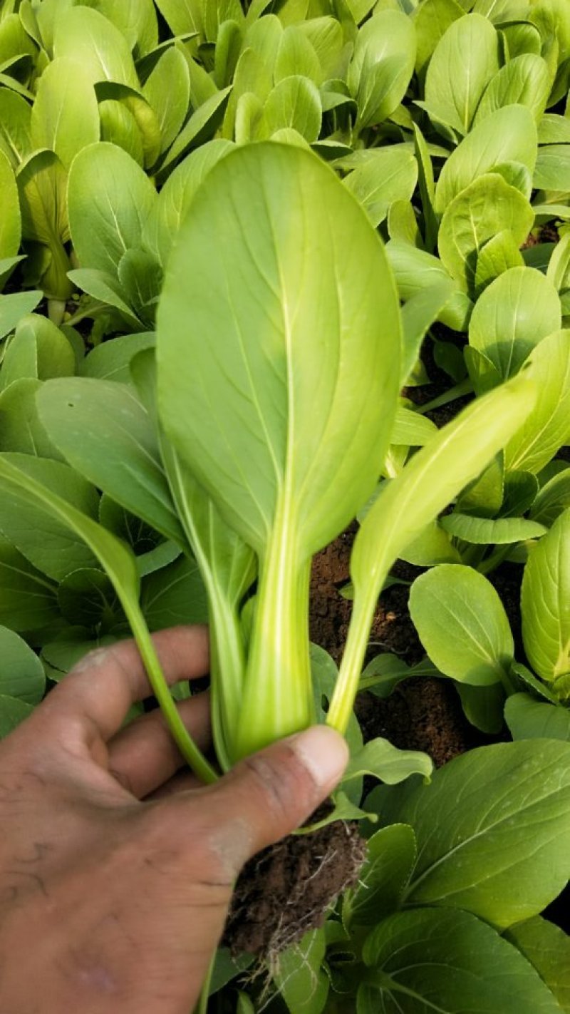 油菜上海青【商超专供】安徽蚌埠油菜大量上市中，对接批发