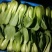 油菜上海青【商超专供】安徽蚌埠油菜大量上市中，对接批发