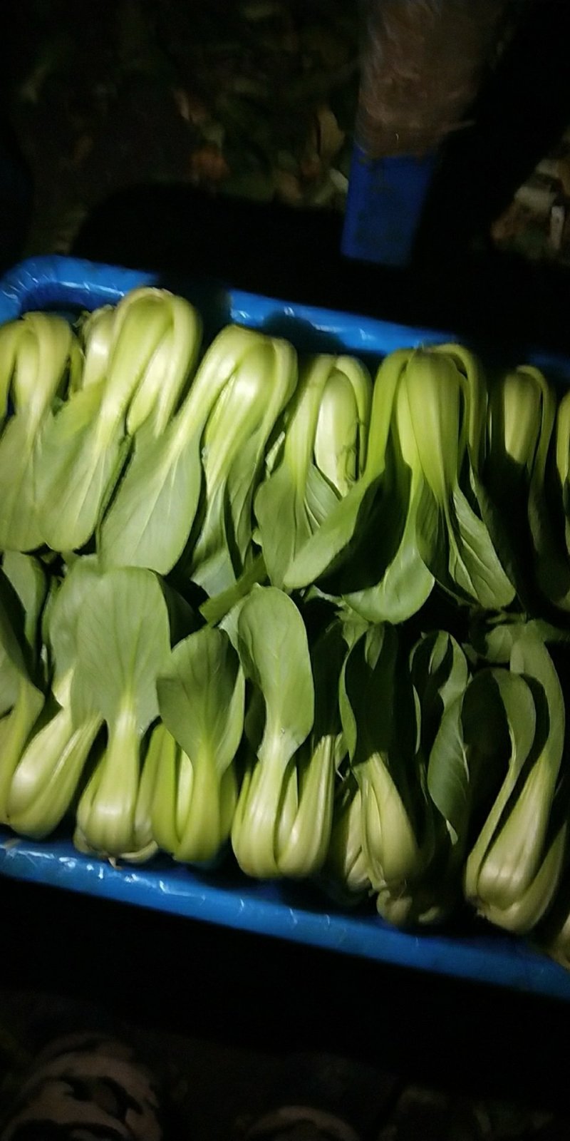 油菜上海青【商超专供】安徽蚌埠油菜大量上市中，对接批发