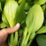 油菜上海青【商超专供】安徽蚌埠油菜大量上市中，对接批发