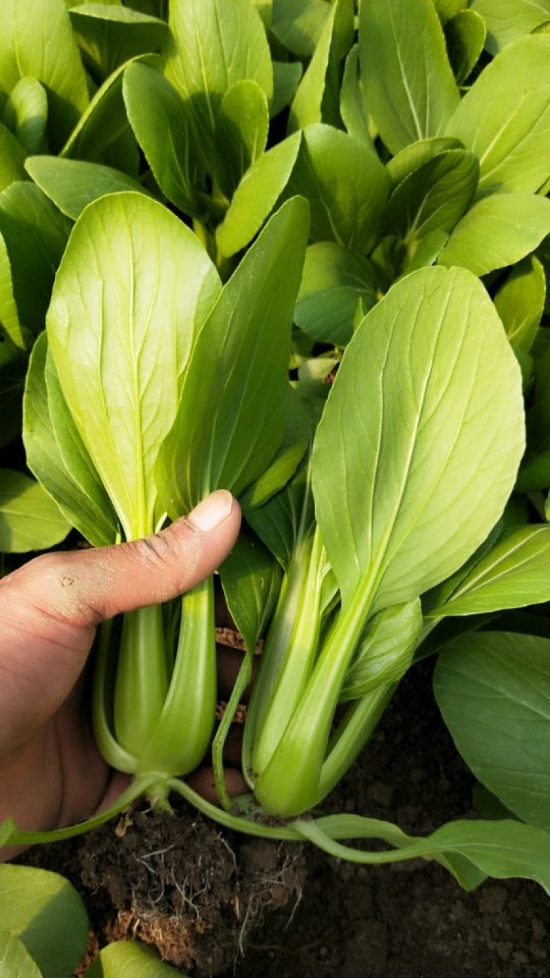 油菜上海青【商超专供】安徽蚌埠油菜大量上市中，对接批发