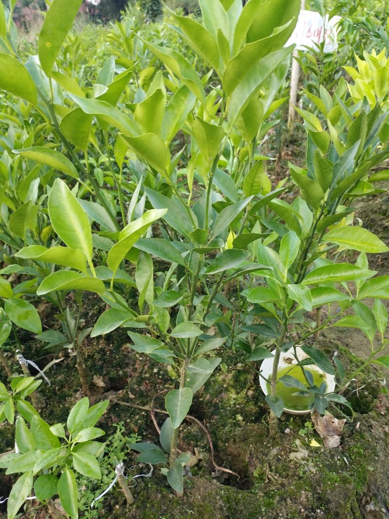 沃柑苗正宗沃柑嫁接苗健康苗产量高