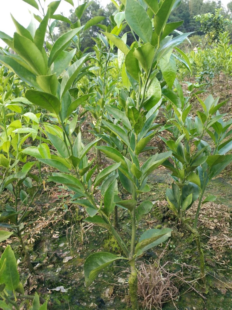 沃柑苗正宗沃柑嫁接苗健康苗产量高