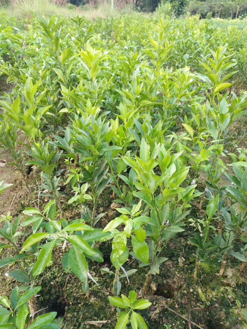 沃柑苗正宗沃柑嫁接苗健康苗产量高