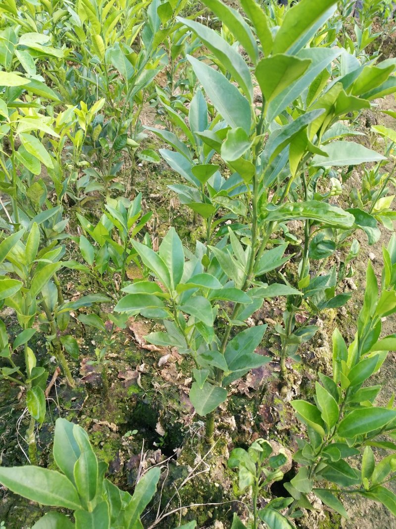 沃柑苗正宗沃柑嫁接苗健康苗产量高